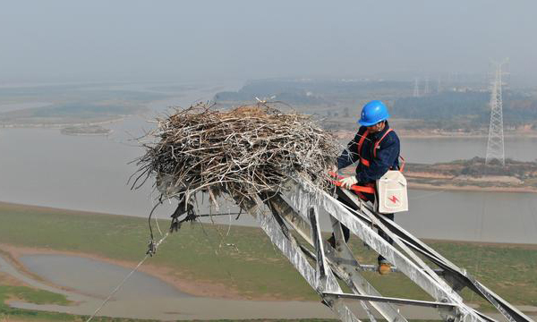 江西鄱阳湖是国家一级保护动物东方白鹳的重要越冬栖息地，湖区的输电铁塔成为东方白鹳喜爱的筑巢地。今年2月，国网江西电力南昌供电公司输电管理中心的工作人员，在南昌市进贤县青岚湖水域中央的一座铁塔上发现一对东方白鹳和一窝蛋。电力工人们远远地观察着东方白鹳一家，看着小白鹳一点点长大，直到它们飞离鄱阳湖。随着天气转冷，大批候鸟飞抵鄱阳湖。因为东方白鹳习惯飞回旧巢，电力部门为了保障输电设施安全给这座铁塔安装了防鸟粪设备，还专门安排工人上塔对鸟巢进行加固，既保供电又保候鸟。图为12月12日，电力工人爬上铁塔加固鸟巢。新华社发（邱良胜 摄）