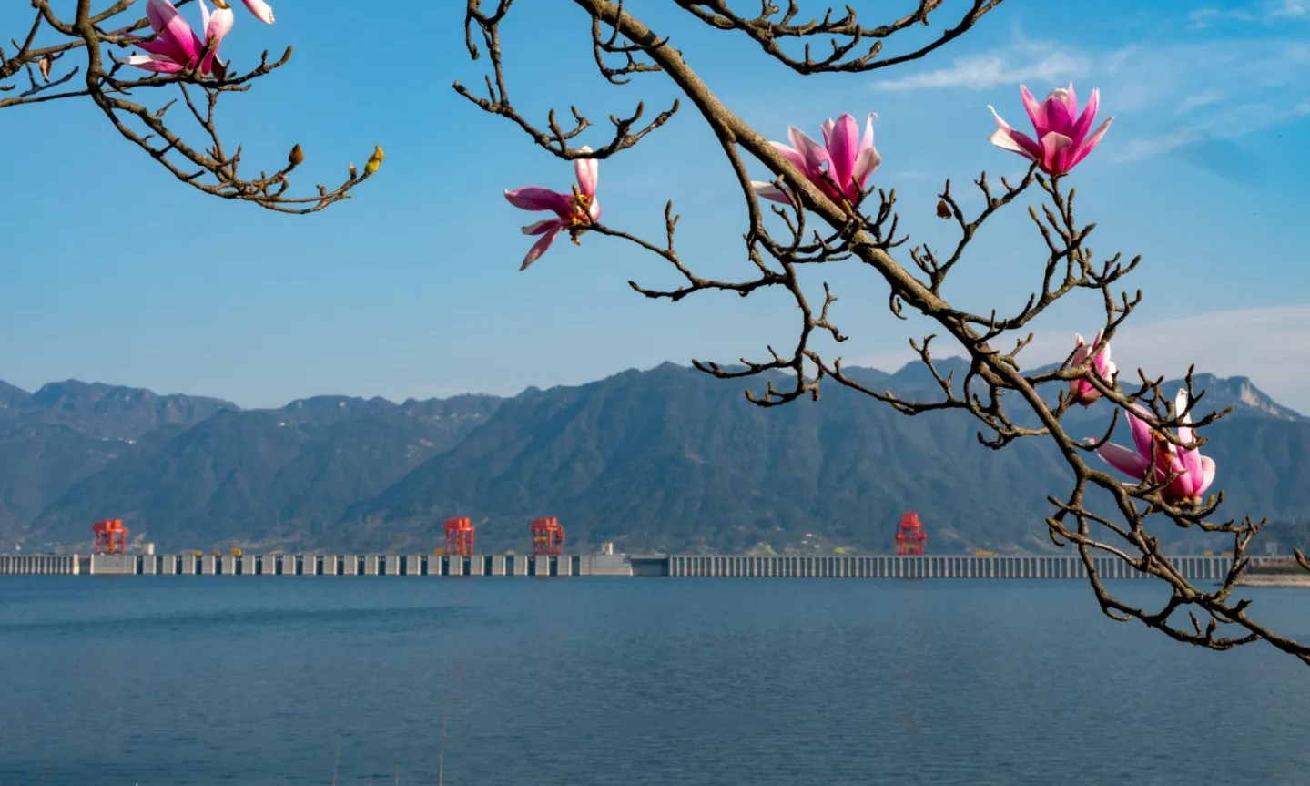 近期，世界最大水利枢纽三峡工程两岸各色山花开放，春意正浓。中国三峡集团的摄影爱好者纷纷定格这美好的瞬间。（黄正平 摄）