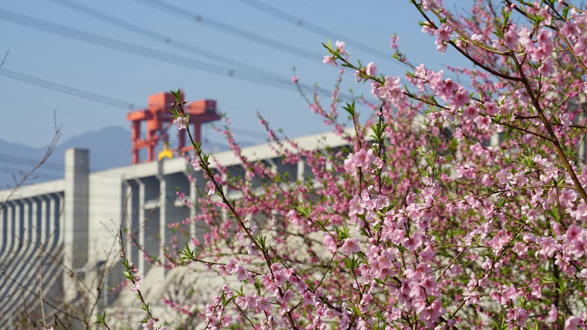 近期，世界最大水利枢纽三峡工程两岸各色山花开放，春意正浓。中国三峡集团的摄影爱好者纷纷定格这美好的瞬间。（朱静霞 摄）