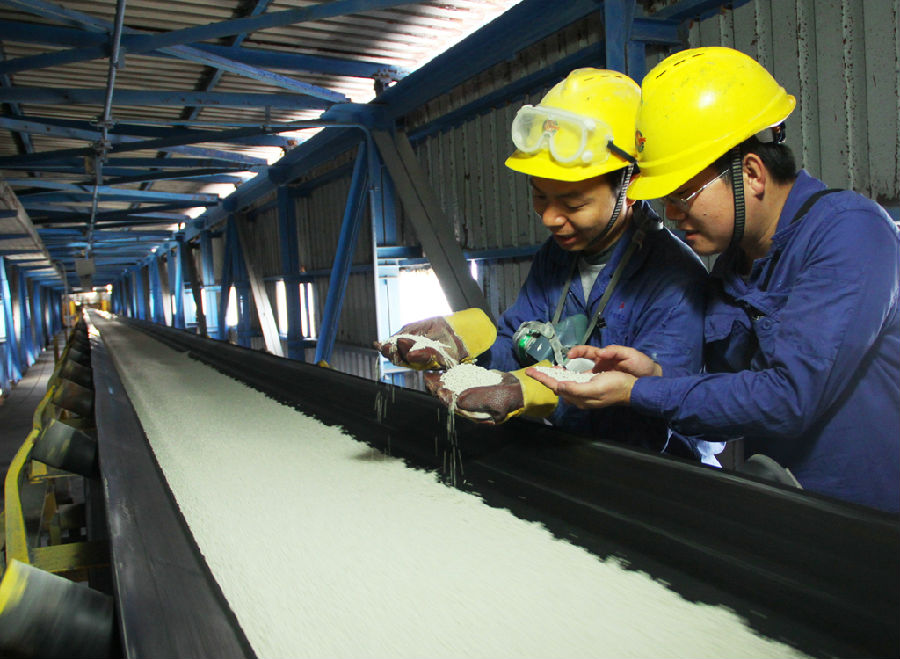 图为中海化学工艺人员在皮带上检查化肥产品质量。