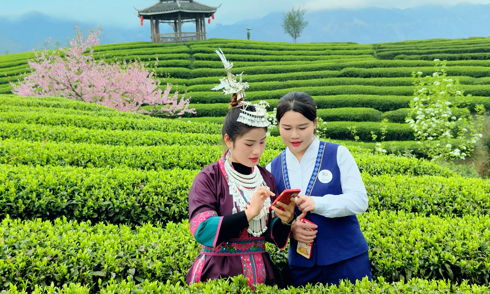 在广西，中国电信三江分公司支局营业员走进茶园，为客户介绍5G应用。