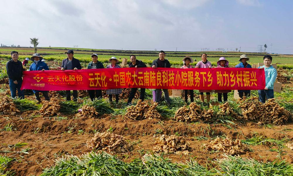 同时，云天化集团线上线下相结合，组织技术专家开展春季栽培管理线上直播活动，云天化科技小院通过开办田间讲堂、观摩学习等方式，指导科学种植、科学用肥，帮助解决农业生产实际问题，不断提高用户种植水平，用实际行动服务三农，助力丰收。