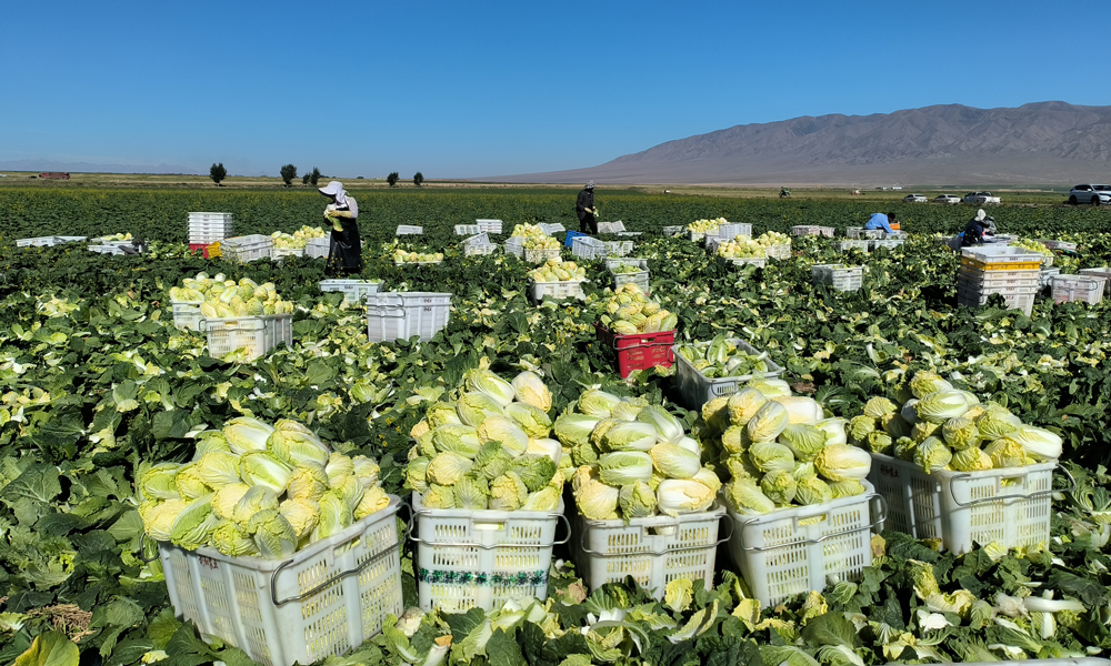 甘肃省农垦集团高原夏菜采收现场。