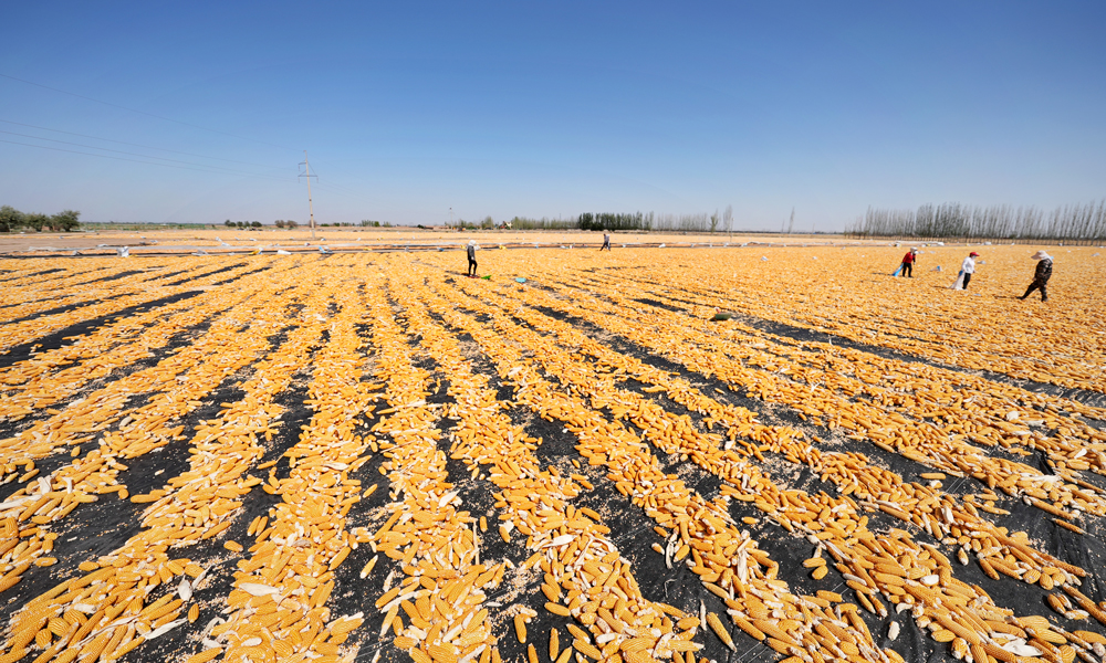 甘肃省农垦集团制种玉米晾晒现场。