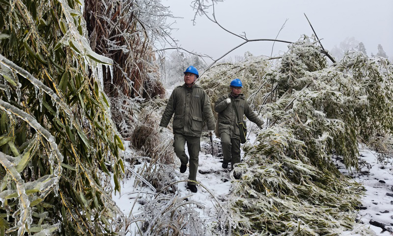 国家电网湖北咸宁供电公司员工在海拔700多米的金沙山上清理线路竹障。