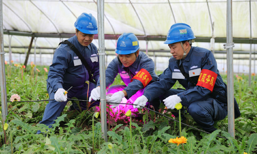 2月24日，南方电网贵州赤水供电局党员服务队来到赤水市宝源乡一家花卉种植基地安装大棚照明设备。