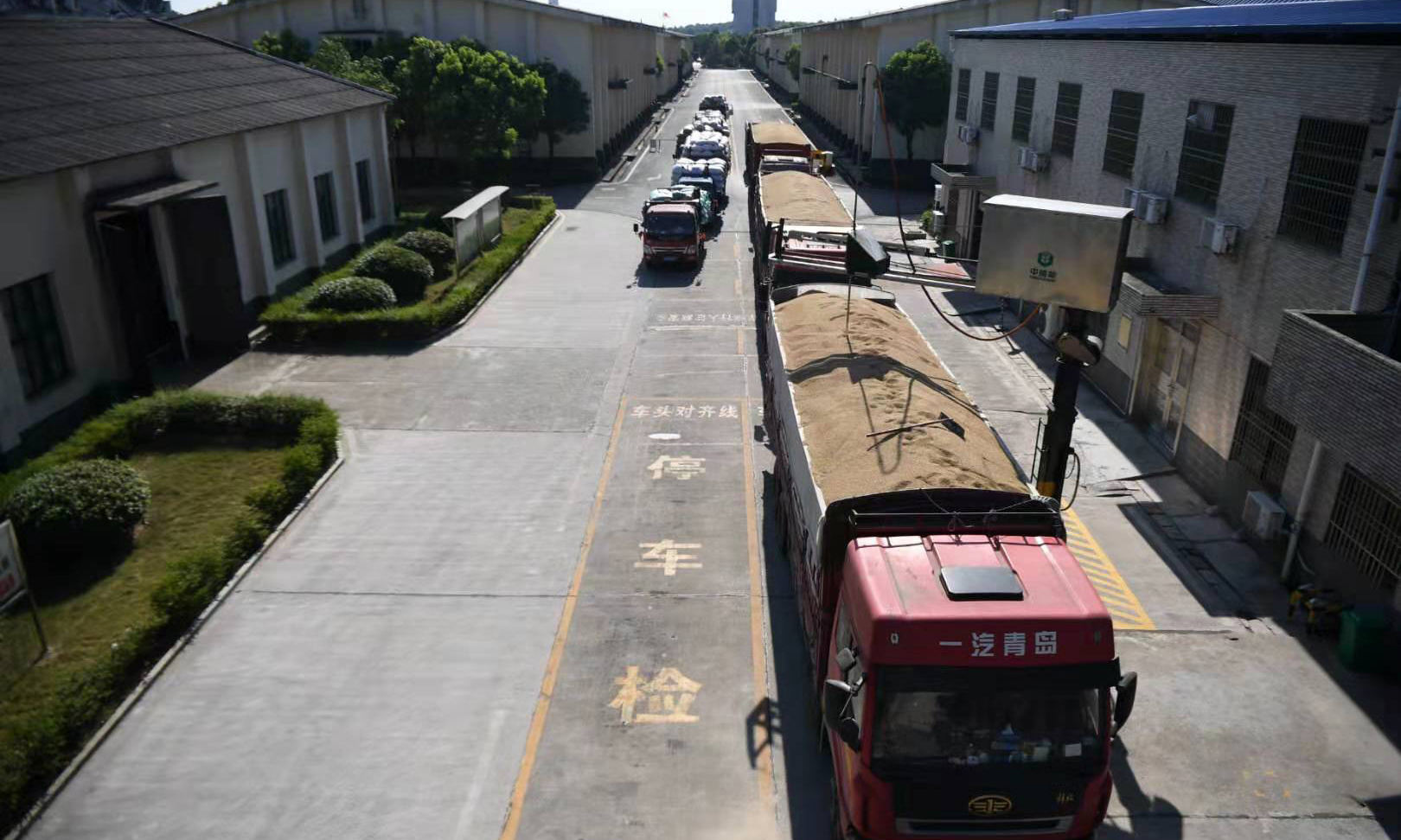 图为7月30日，装满粮食的卡车在中储粮宁乡直属库排队等候扦样。（新华社记者 薛宇舸 摄）