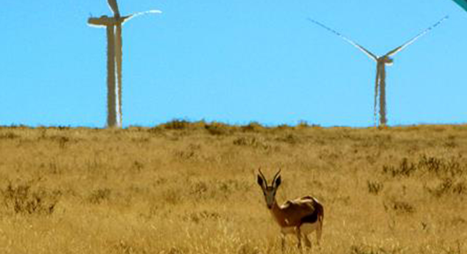 国家能源集团：龙源南非德阿风电项目云开放日